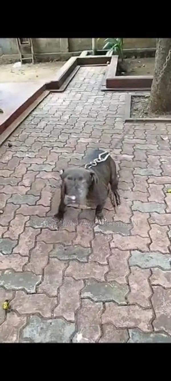 Pit Pull