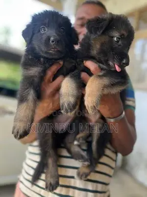 German Shepherd Long Coat Puppies