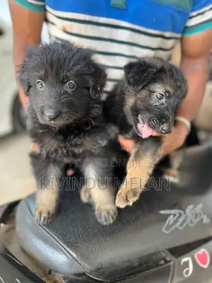 German Shepherd Long Coat Puppies