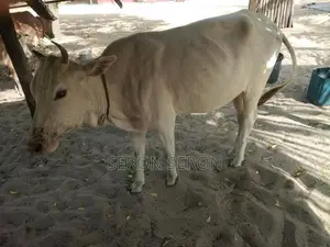 Male Cows