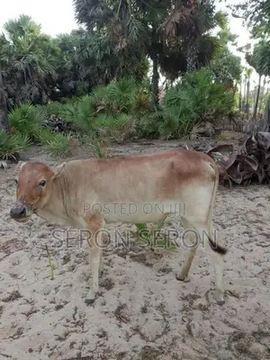 Male Cows