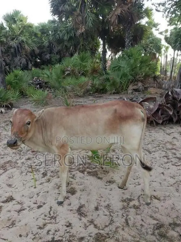 Male Cows