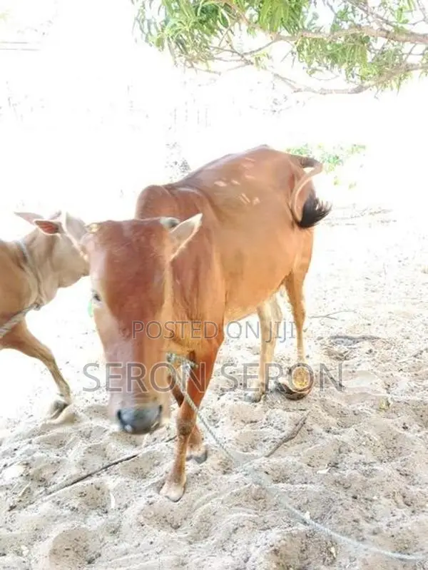 Male Cows