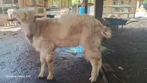 சனல் கிடஸ் Goat