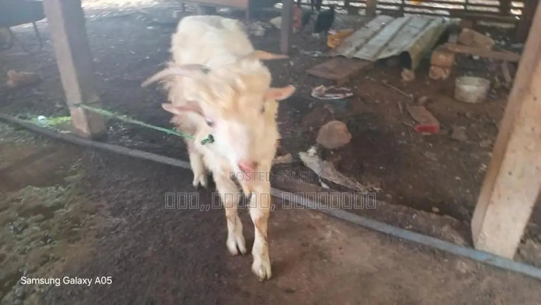 சனல் கிடஸ் Goat