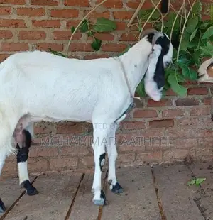 Jamunapari Goat