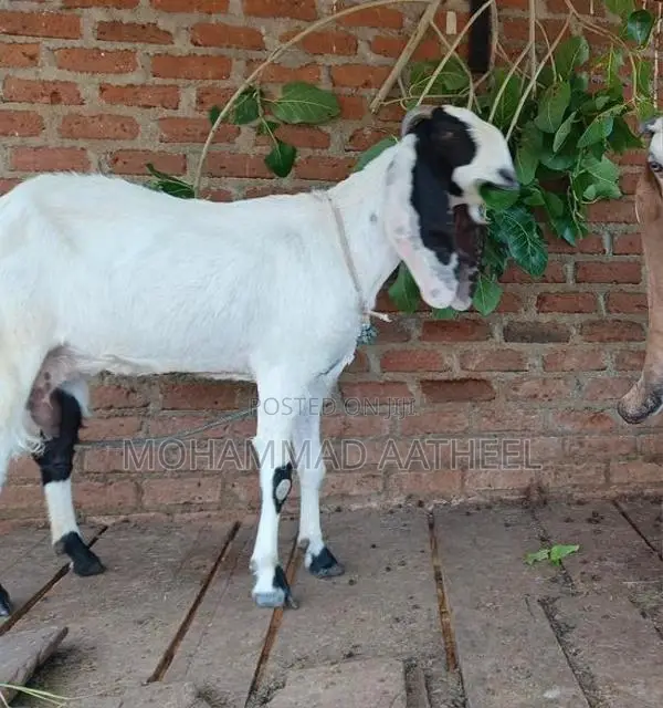 Jamunapari Goat