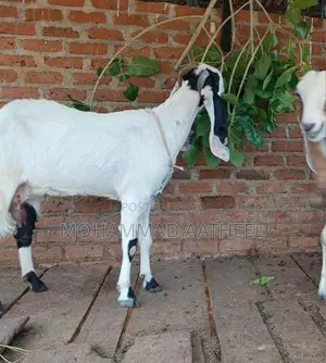 Jamunapari Goat