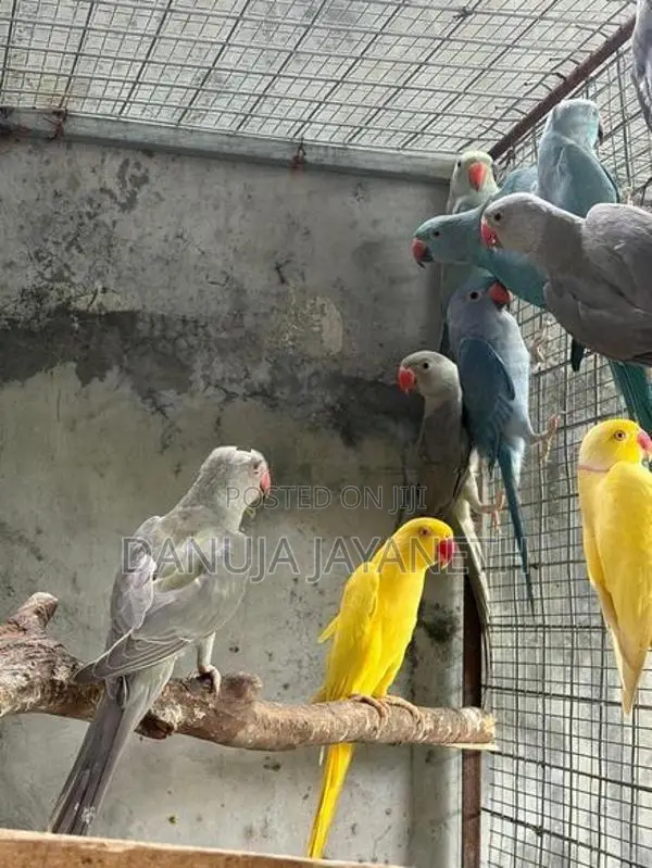 Ring Neck Bird