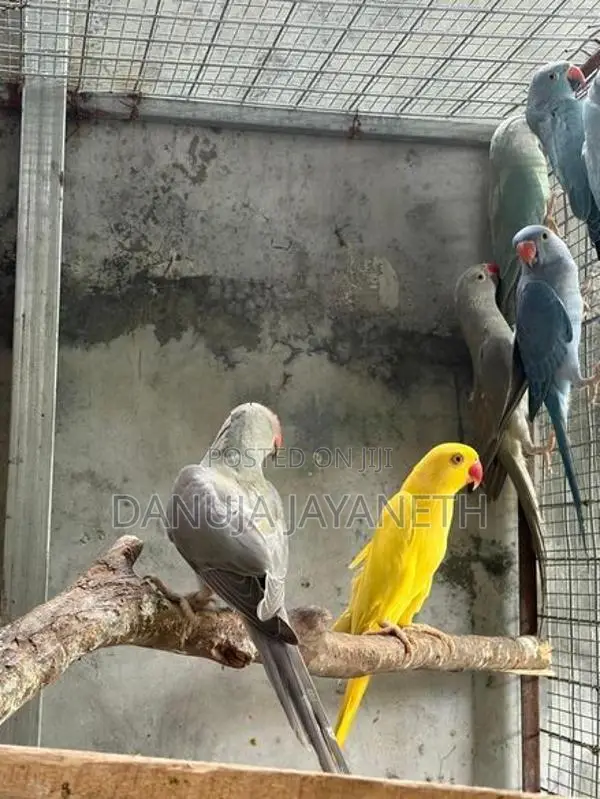 Ring Neck Bird
