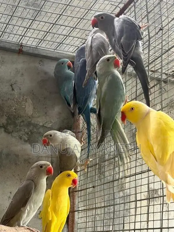 Ring Neck Bird