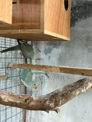 Ring Neck Bird