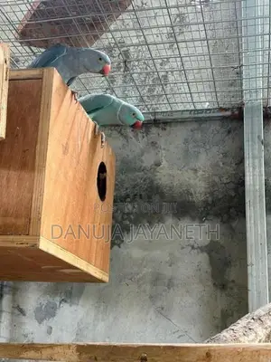 Ring Neck Bird