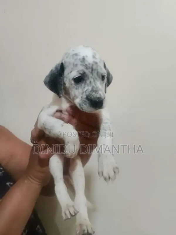 Dalmatian Dog