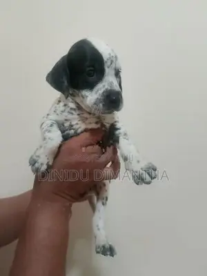 Dalmatian Dog