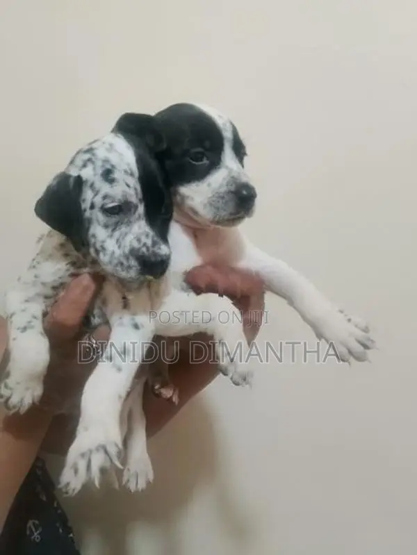 Dalmatian Dog