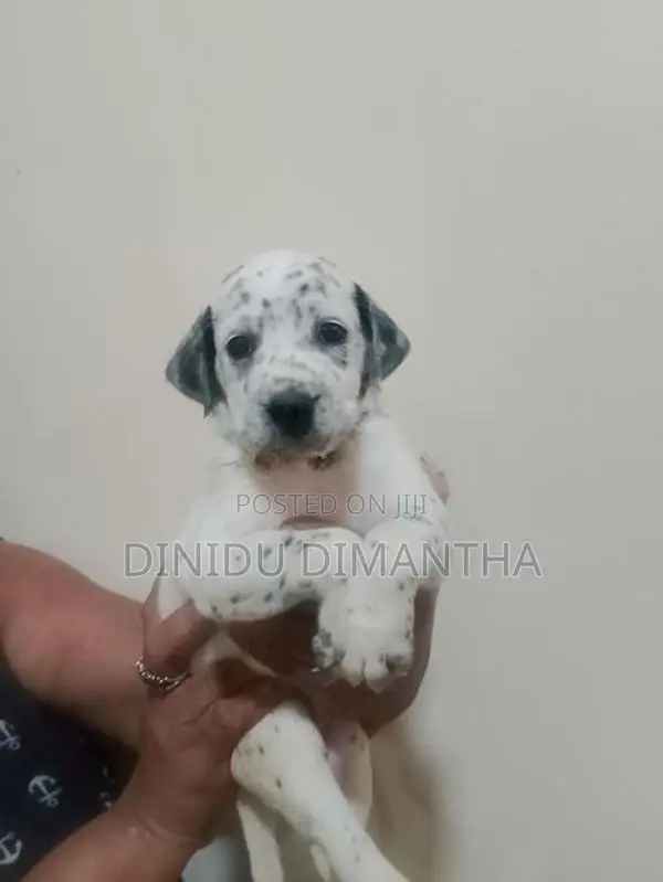 Dalmatian Dog