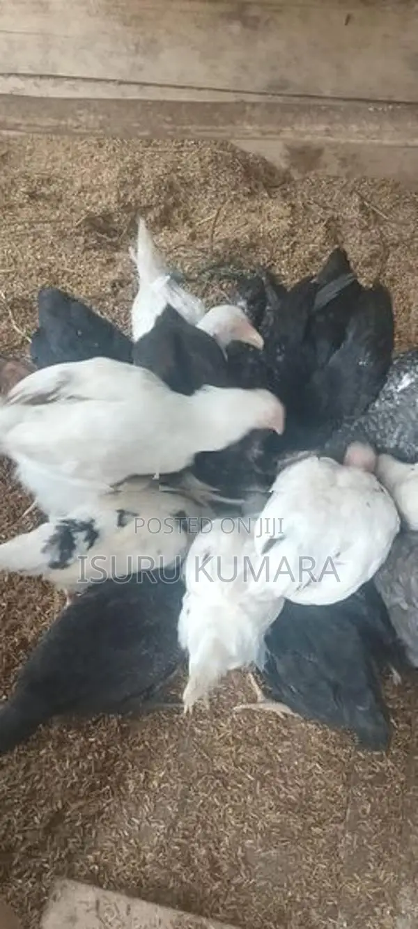ගම් කිකිලි පැටව් විකිනීමට.