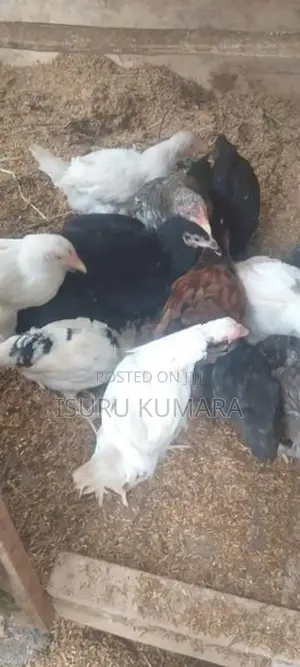 ගම් කිකිලි පැටව් විකිනීමට.