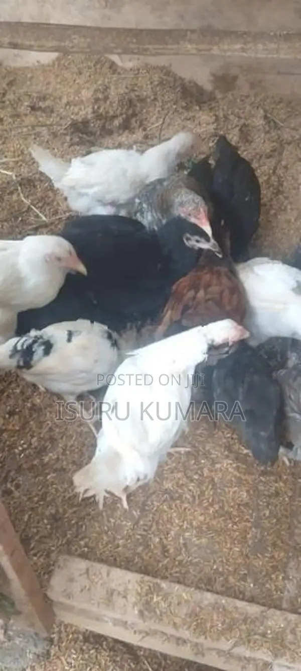 ගම් කිකිලි පැටව් විකිනීමට.