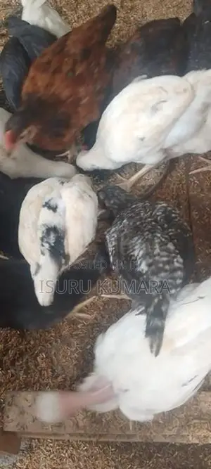 ගම් කිකිලි පැටව් විකිනීමට.