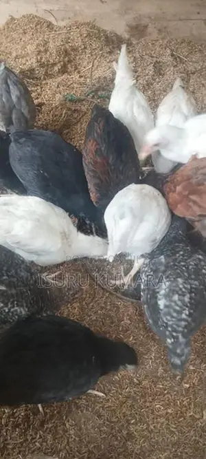 ගම් කිකිලි පැටව් විකිනීමට.