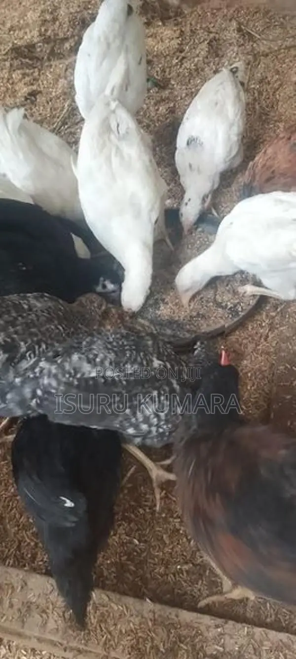 ගම් කිකිලි පැටව් විකිනීමට.