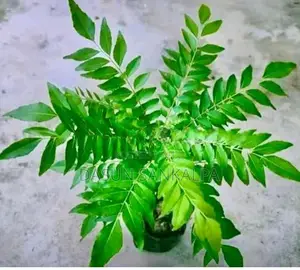 කරපිංචා පැල