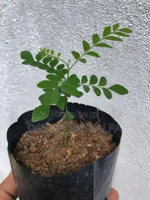 කරපිංචා පැල