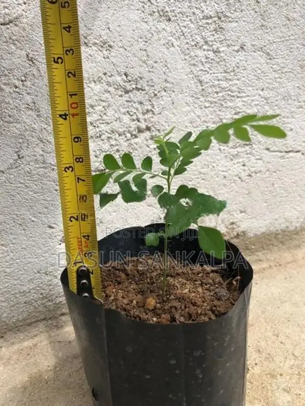 කරපිංචා පැල