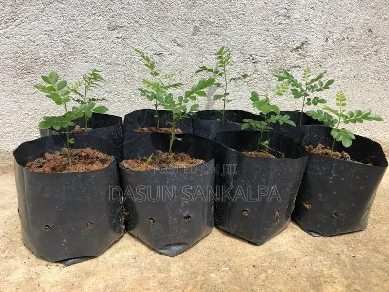 කරපිංචා පැල
