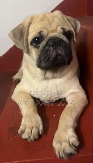 Pug Puppy