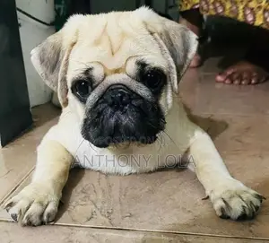 Pug Puppy