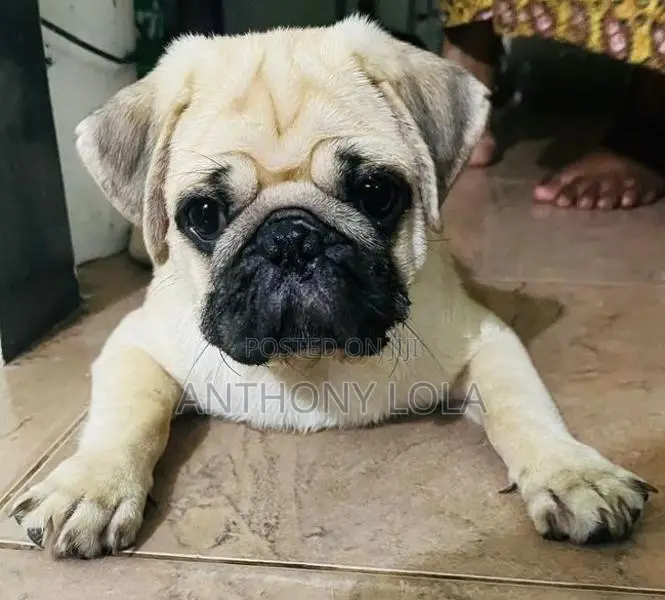 Pug Puppy