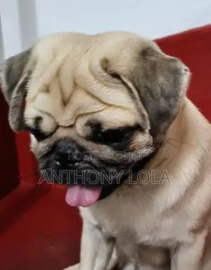 Pug Puppy