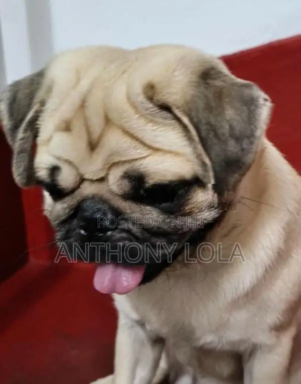Pug Puppy