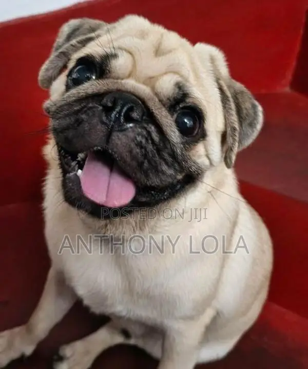 Pug Puppy