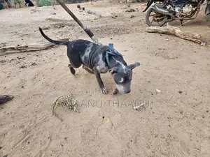American Bully