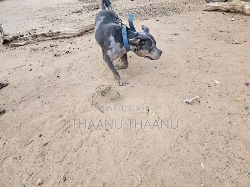 American Bully
