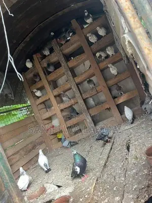Pigeon