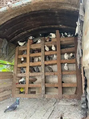 Pigeon