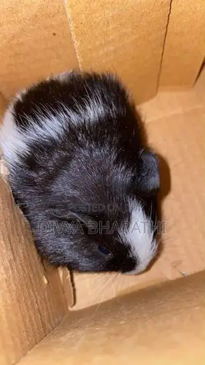 Guinea Pig – Kundasale