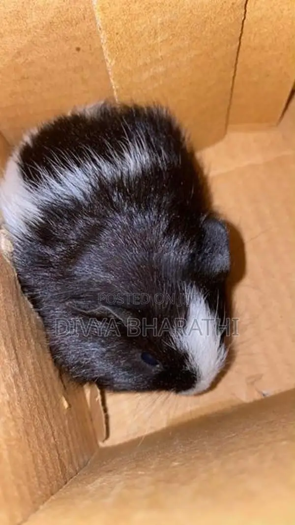 Guinea Pig – Kundasale