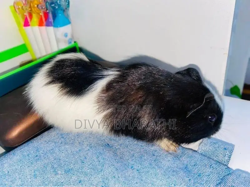 Guinea Pig – Kundasale