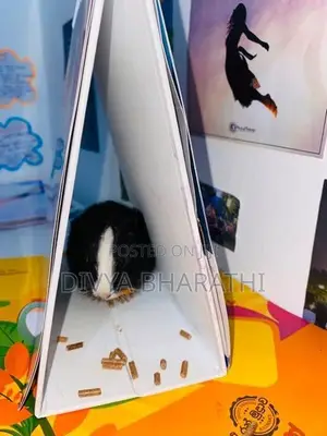 Guinea Pig – Kundasale