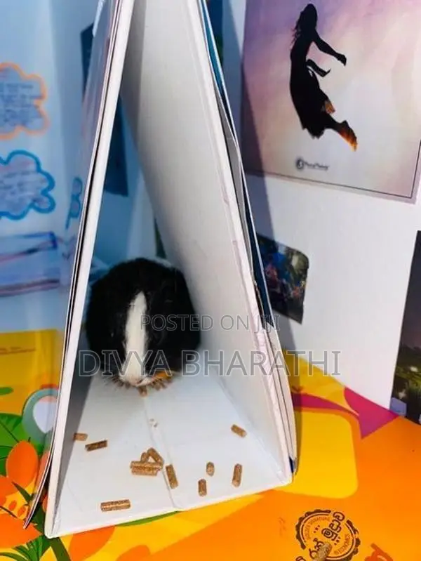 Guinea Pig – Kundasale