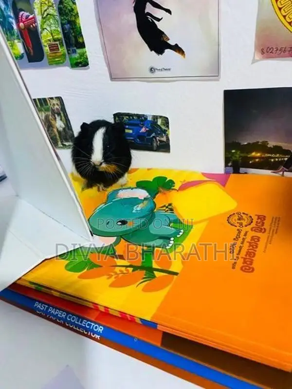 Guinea Pig – Kundasale