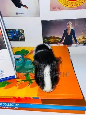 Guinea Pig – Kundasale