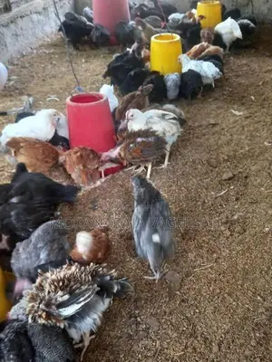 ஊர்கோழி குஞ்சு