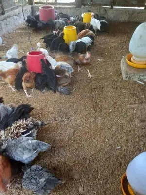 ஊர்கோழி குஞ்சு
